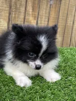 KiKi, a female Pomeranian for sale in Sawyer, OK – 2 of 5
