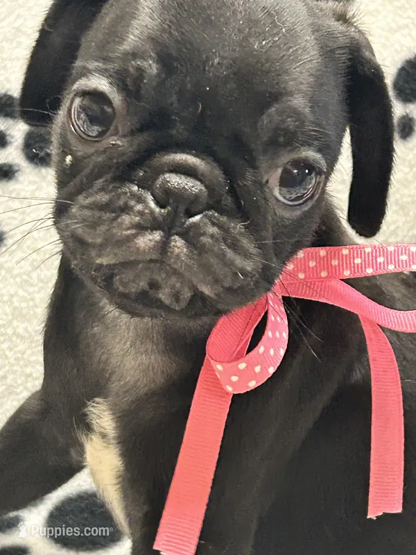 Polly – Pug puppy for sale in Sawyer, OK
