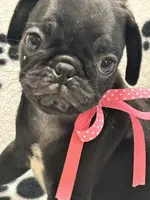 Polly, a female Pug for sale in Sawyer, OK – 1 of 5