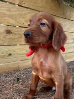 Reggie , a male Irish Setter for sale in Sawyer, OK – 4 of 7