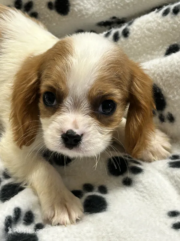 Jamie – Cavalier King Charles Spaniel puppy for sale in Sawyer, OK