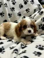 Jamie, a male Cavalier King Charles Spaniel for sale in Sawyer, OK – 5 of 10