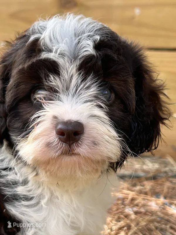 Mssy – Cavapoo, Cavalier King Charles Spaniel puppy for sale in Sawyer, OK