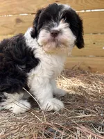 Cloe, a female Cavapoo and Cavalier King Charles Spaniel for sale in Sawyer, OK – 4 of 9