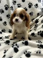 Jamie, a male Cavalier King Charles Spaniel for sale in Sawyer, OK – 6 of 10