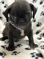 Patrick, a female Pug for sale in Sawyer, OK – 5 of 5