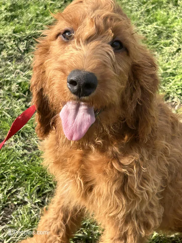 Margo – Golden Retriever, Irish Doodle puppy for sale in Sawyer, OK