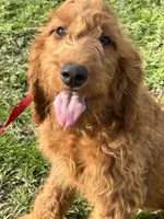 Margo, a female Golden Retriever and Irish Doodle for sale in Sawyer, OK – Photo 1 of 2