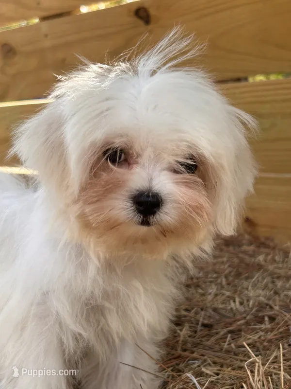 Percy – Maltese puppy for sale in Sawyer, OK