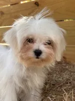 Percy, a male Maltese for sale in Sawyer, OK – 1 of 5