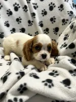 Jamie, a male Cavalier King Charles Spaniel for sale in Sawyer, OK – 7 of 10