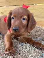 Reggie , a male Irish Setter for sale in Sawyer, OK – 7 of 7