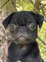 Polly, a female Pug for sale in Sawyer, OK – 2 of 8