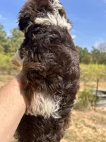 Mssy, a female Cavapoo and Cavalier King Charles Spaniel for sale in Sawyer, OK – 7 of 7