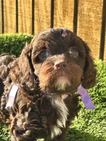 Paisley , a female Cavapoo for sale in Sawyer, OK – Photo 5 of 6