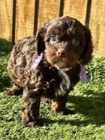 Paisley , a female Cavapoo for sale in Sawyer, OK – Photo 3 of 6