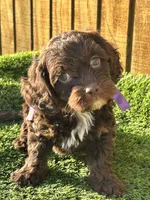 Paisley , a female Cavapoo for sale in Sawyer, OK – Photo 6 of 6