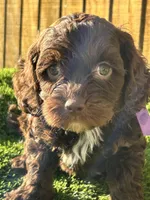Paisley , a female Cavapoo for sale in Sawyer, OK – Photo 4 of 6