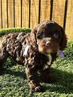 Paisley , a female Cavapoo for sale in Sawyer, OK – Photo 2 of 6