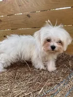 Percy, a male Maltese for sale in Sawyer, OK – 3 of 5