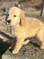 Parker, a male Golden Retriever for sale in Sawyer, OK – Photo 4 of 8