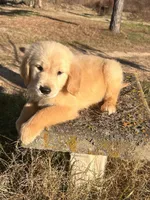 Parker, a male Golden Retriever for sale in Sawyer, OK – Photo 8 of 8