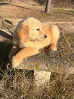 Parker, a male Golden Retriever for sale in Sawyer, OK – Photo 6 of 8