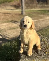 Parker, a male Golden Retriever for sale in Sawyer, OK – Photo 7 of 8