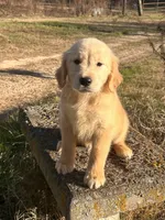 Parker, a male Golden Retriever for sale in Sawyer, OK – Photo 5 of 8