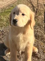 Parker, a male Golden Retriever for sale in Sawyer, OK – Photo 3 of 8