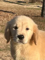 Parker, a male Golden Retriever for sale in Sawyer, OK – Photo 1 of 8