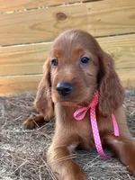 Roxie, a female Irish Setter for sale in Sawyer, OK – 3 of 9