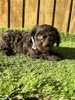 Penny, a female Cavapoo for sale in Sawyer, OK – Photo 6 of 6