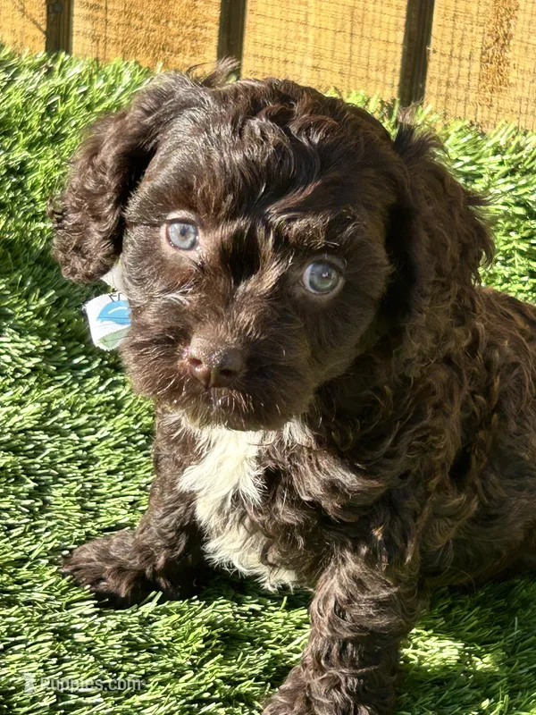 Penny – Cavapoo puppy for sale in Sawyer, OK