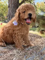 Bonnie, a female Miniature Goldendoodle for sale in Sawyer, OK – 3 of 6