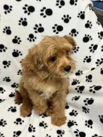 Bentley , a male Cavalier King Charles Spaniel for sale in Sawyer, OK – 3 of 5