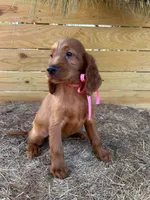 Roxie, a female Irish Setter for sale in Sawyer, OK – 6 of 9