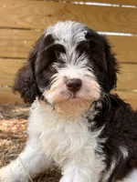 Mssy, a female Cavapoo and Cavalier King Charles Spaniel for sale in Sawyer, OK – 5 of 7