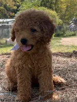 Bonnie, a female Miniature Goldendoodle for sale in Sawyer, OK – 2 of 6
