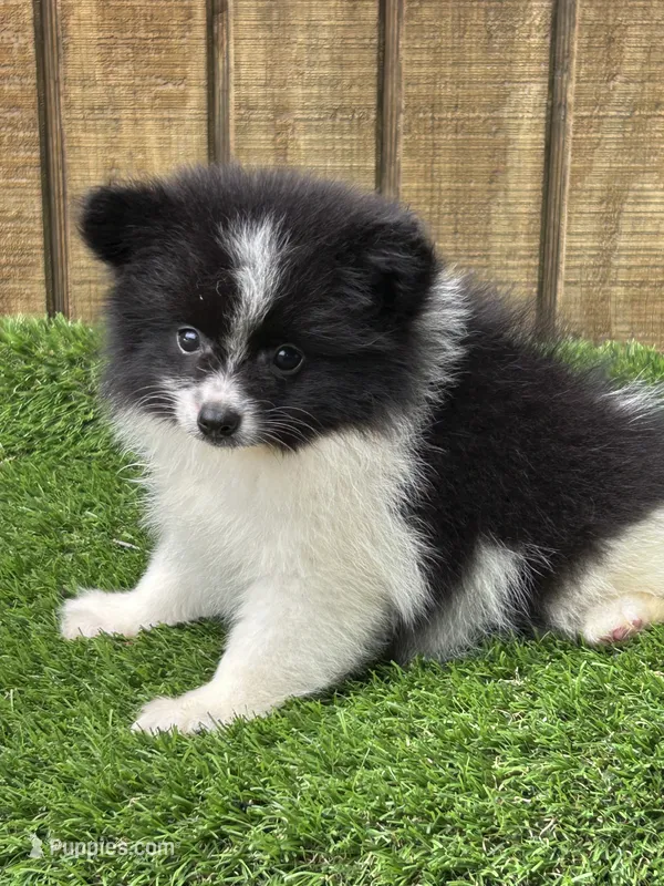 KiKi – Pomeranian puppy for sale in Sawyer, OK