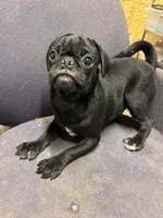 Polly, a female Pug for sale in Sawyer, OK – 5 of 6