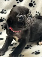 Polly, a female Pug for sale in Sawyer, OK – 5 of 5