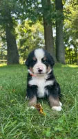 Paige , a female Bernese Mountain Dog for sale in Centreville, MI – 2 of 4