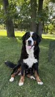 Ann , a female Bernese Mountain Dog for sale in Centreville, MI – 5 of 5