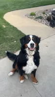 Daisy , a female Bernese Mountain Dog for sale in Centreville, MI – 4 of 5