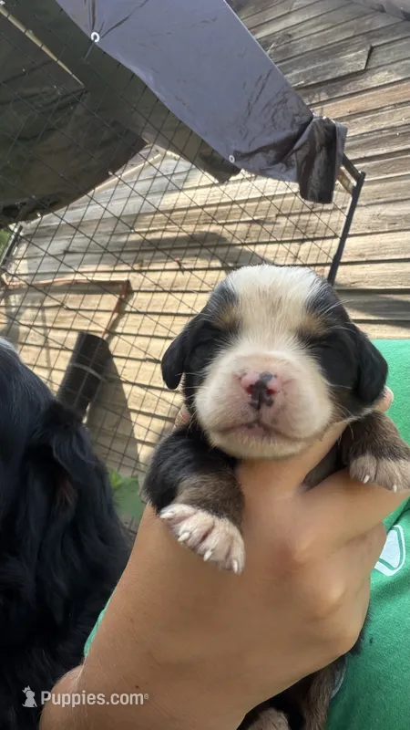 Ace  – Bernese Mountain Dog puppy for sale in Centreville, MI