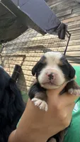 Ace , a male Bernese Mountain Dog for sale in Centreville, MI – 1 of 4