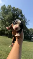 Lacey, a female Bernese Mountain Dog for sale in Centreville, MI – 1 of 4