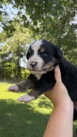 Ann , a female Bernese Mountain Dog for sale in Centreville, MI – 2 of 5