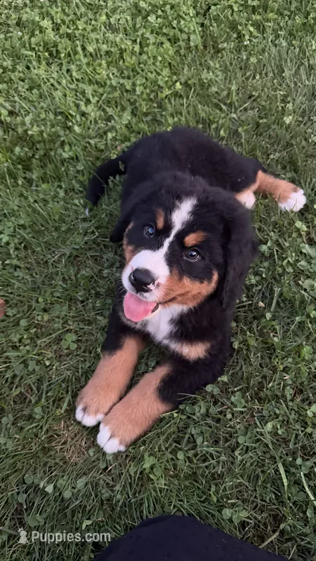 Annie  – Bernese Mountain Dog puppy for sale in Centreville, MI